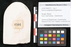 Foto (Objekt + Etikett) von Quercus palaeoilex Ettingshausen (NHMW-GEO-2024-0188-8101)